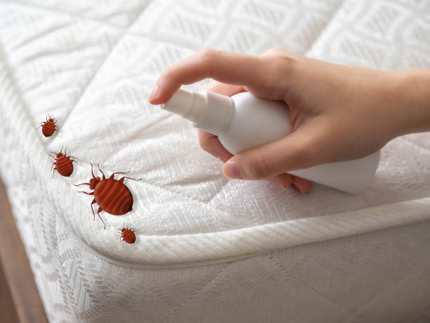 Best Affordable Pest Control Services  in North Miami Beach, FL